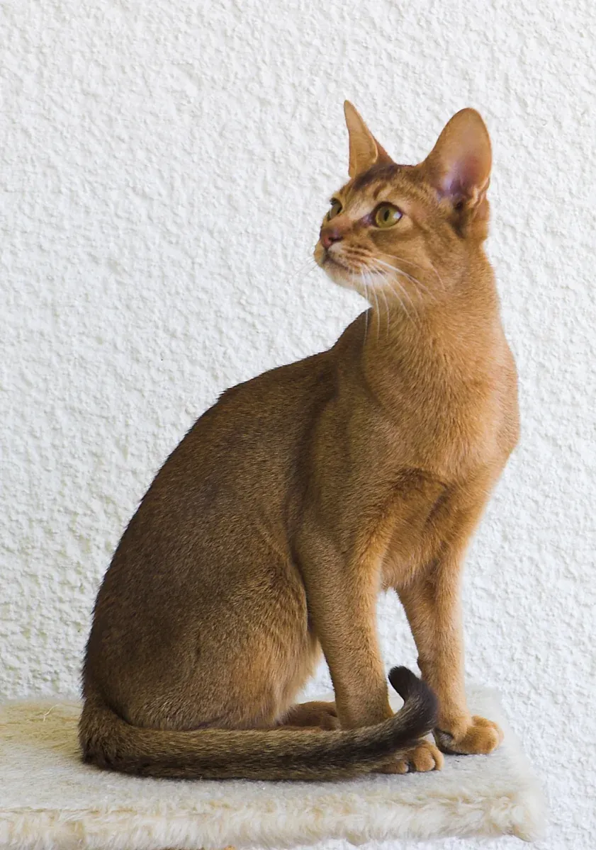 Абисинска котка