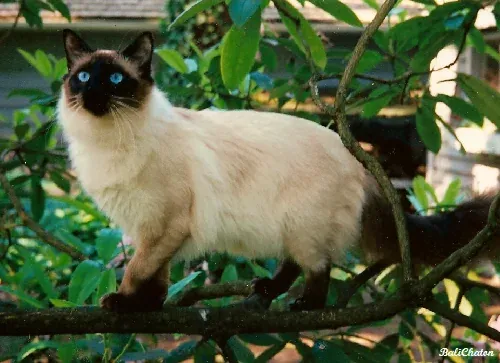 Балинезийска котка