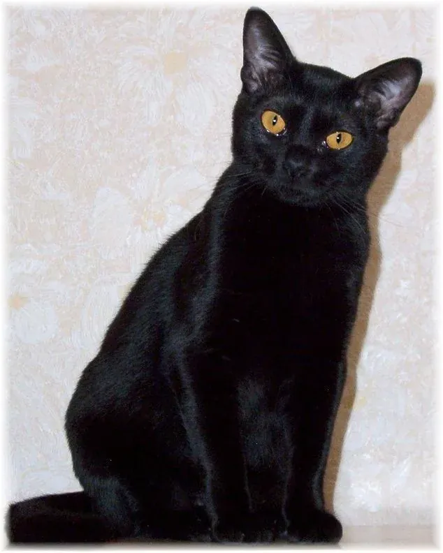 Бомбайска котка
