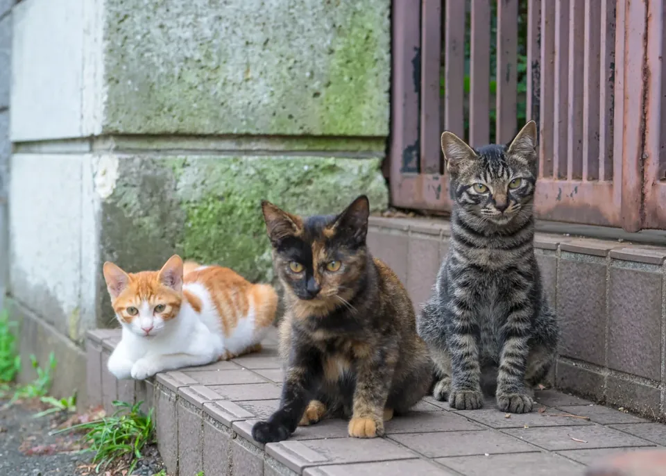 Домашна котка без породни документи