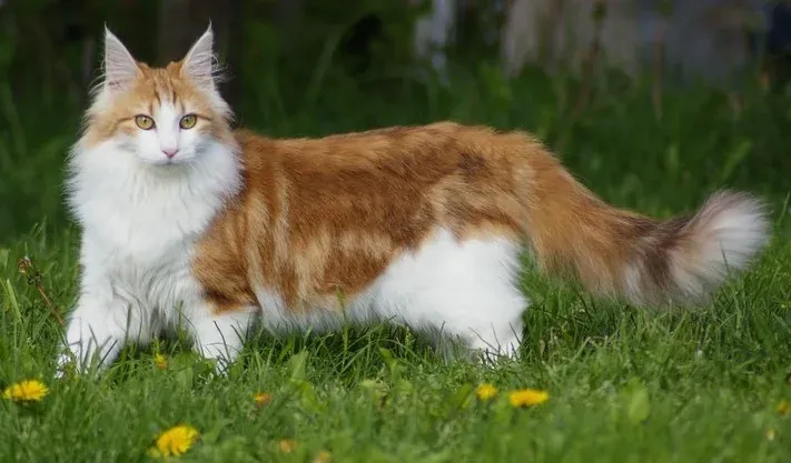 Норвежка горска котка
