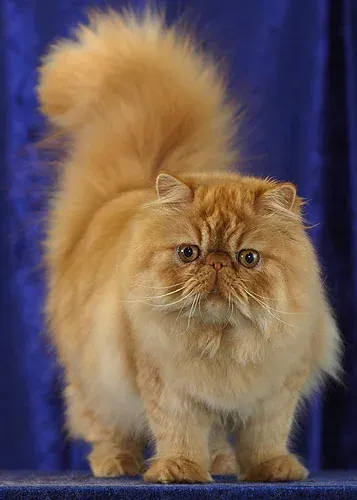 Персийска котка