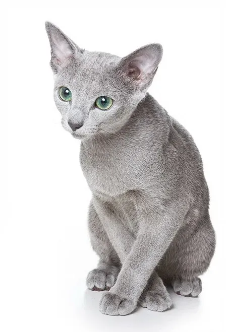Руска синя котка