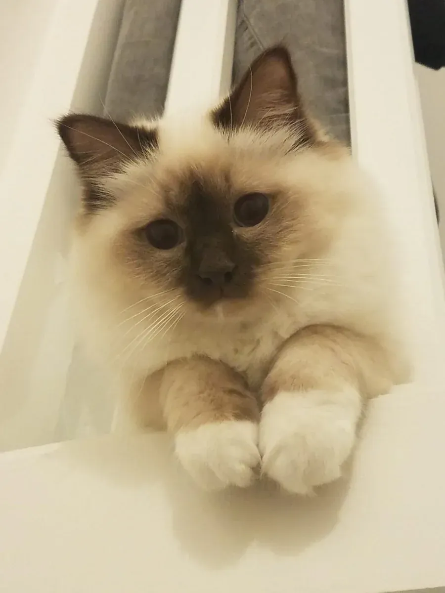 Свещена бирманска котка