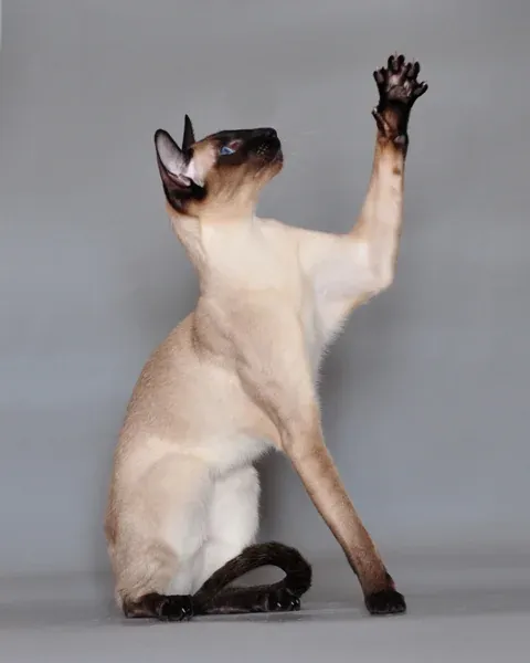 Сиамска котка
