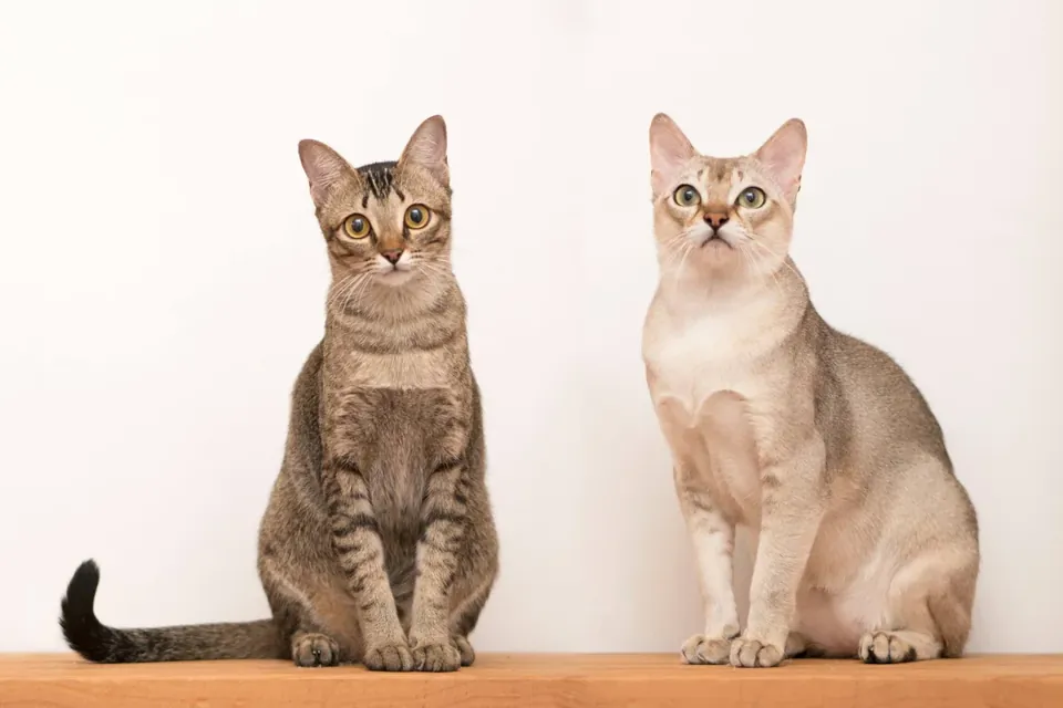 Сингапурска котка