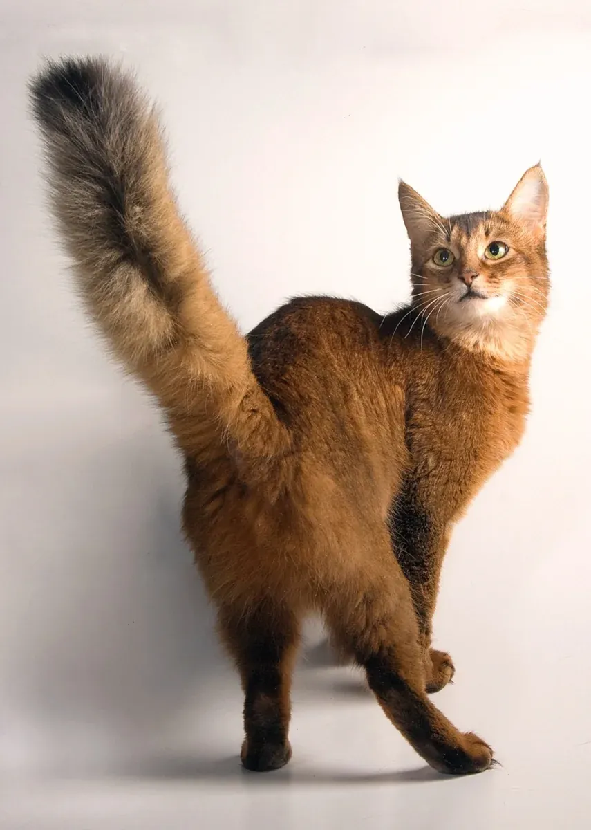 Сомалийска котка