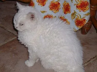Селкърк рекс