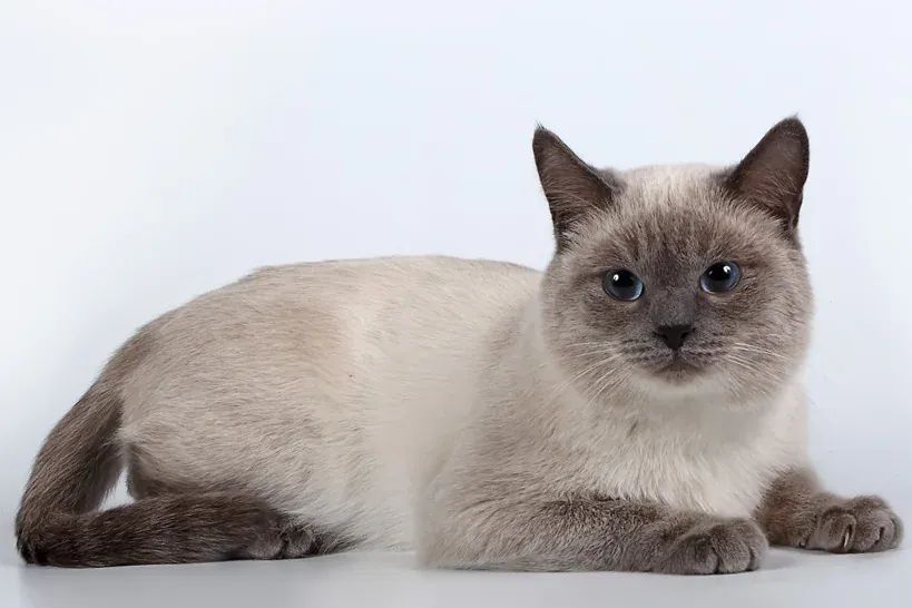 Тайска котка